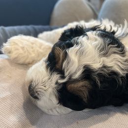 Bernedoodle Puppies from Birdie Bernedoodles