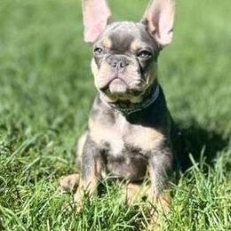 Boy 1 - French Bulldog puppy in Highland, Utah from Prestige French Bulldogs