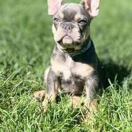 Boy 1 - French Bulldog puppy in Highland, Utah from Prestige French Bulldogs
