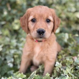 AKC Titles, OFA, DNA Clear - Dark golden female Golden Retriever puppy in San Martin, California from Church Creek Retrievers
