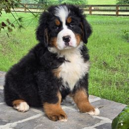 Boy 3 - male Bernese Mountain Dog puppy in Gaffney, South Carolina from Circle D Farms
