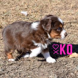 Miniature Australian Shepherd Puppies from Knockout Aussies