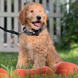 Goldendoodle and Poodle Puppies from Funny Farm Poodles & Doodles