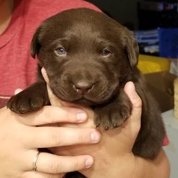 French Bulldogs and Labrador Retrievers from Beachn Ranch