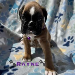 Rayne - Fawn female Boxer puppy in Cicero, New York from MK Boxer Haven of CNY