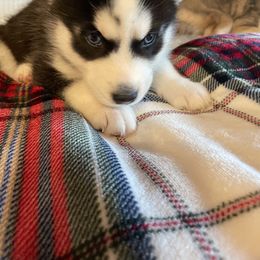 Siberian Husky Puppies from Stan the Man Huskies