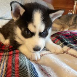 Siberian Husky Puppies from Stan the Man Huskies