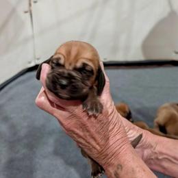 Boy 8 - Red male Bloodhound puppy in Paoli, Indiana from Houndsarunning Bloodhounds