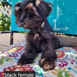 Miniature Schnauzer Puppies from J&L Floppy Eared Schnauzers