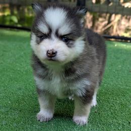 Shady Toy Female Blue Eyes - Black and white female Pomsky puppy in Hurleyville, New York from My Crazy Pomskys