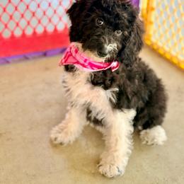 Flora - Black and white female Aussiedoodle puppy in Eastman, Georgia from Dood B Ranch