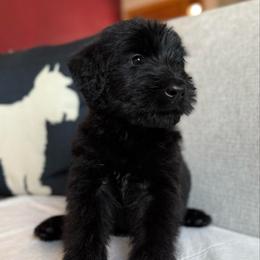 Girl 5 - Black female Giant Schnauzer puppy in Wildomar, California from My Angel Schnauzers