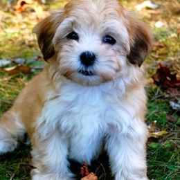 Havanese from Champaña Havanese