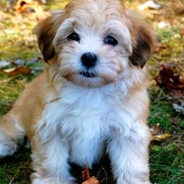 Havanese from Champaña Havanese