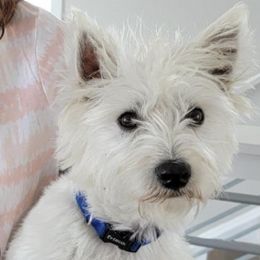 West Highland White Terriers and Yorkshire Terriers from Debra's Pups