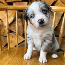Socks - Blue merle female Australian Shepherd puppy in Hillsboro, Oregon from A&D Australian Shepherds