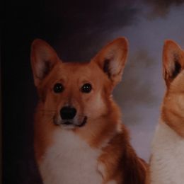 German Shepherds and Pembroke Welsh Corgis from Ruby's Corgi's