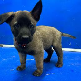 Stryker - Yellow male Dutch Shepherd puppy in Sierra Vista, Arizona from KnightWatch K-9