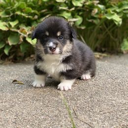 Pembroke Welsh Corgi Puppies from A&A’s Adorable Corgis