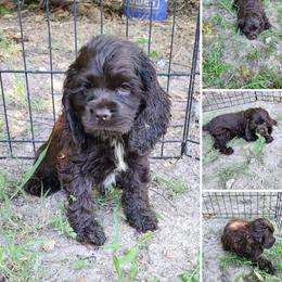 Edith - Cocker Spaniel
