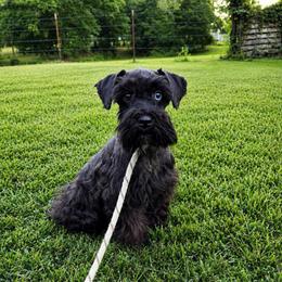 Jolee - Miniature Schnauzer
