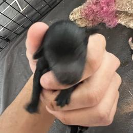 Boy 2 - Black male Poodle puppy in Lees Summit, Missouri from Divine K9s LLC