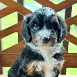 Pixie - female Australian Mountain Doodle puppy in Chattanooga, Tennessee from River City Doodles TN