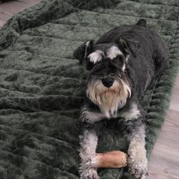 Sushi - Miniature Schnauzer