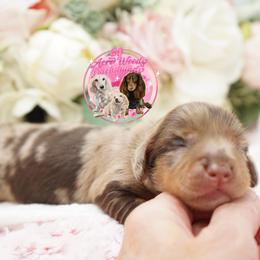 Saffron - Dapple female Dachshund puppy in Big Rapids, Michigan from 30 Acre Woods Dachshunds