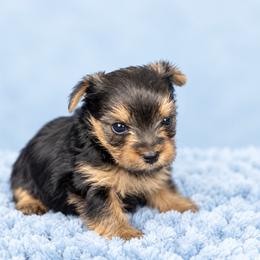 Maltese and Yorkshire Terrier Puppies from Maltese Dollhouse