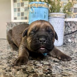 Alma (Lime) - Fawn female Cane Corso puppy in Beech Island, South Carolina from Relic Cane Corso