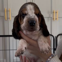 Gomez - Black brown and white male Basset Hound puppy in Dalton, Georgia from Pride Rock Basset Hounds
