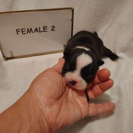 Female 2 - Black and white female Boston Terrier puppy in Headland, Alabama from Crystal Carlisle's Boston Terriers