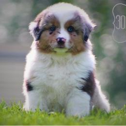 Miniature Australian Shepherd Puppies from Hunt N Oak Acres