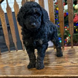 Eclair - Phantom female Goldendoodle puppy in Fresno, California from CaliDoodles