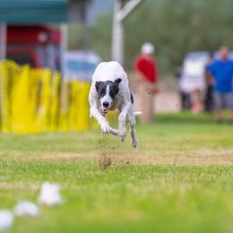 Greyhound puppies from ARK Kennels