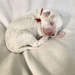 Goldendoodle Puppies from Phoenix AZ Doodles