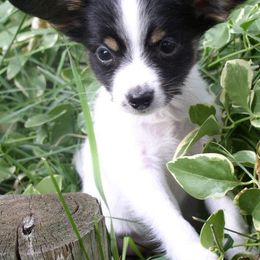 Papillons from Peters Precious Papillons