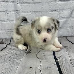 Dancer - Blue merle and white female American Corgi puppy in Waskom, Texas from Piney Woods Corgis