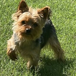 Yorkshire Terriers from Kelly Summers Yorkshire Terriers