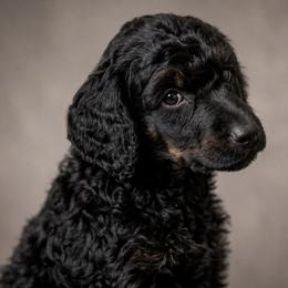 Caspian - Phantom male Poodle puppy in Spring Hills, Florida from The Olympus Standard Poodle