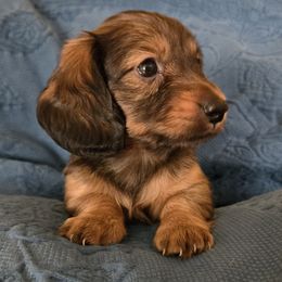 Dachshund Puppies from Marilyn's Dachshunds