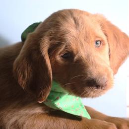 Aussiedoodle, Goldendoodle, and Labradoodle Puppies from Loving Doodle