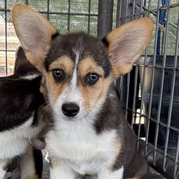 Tri Girl - Black and tan female Pembroke Welsh Corgi puppy in Bay Area, California from MJ's Corgis
