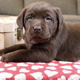Labrador Retriever Puppies from Camden's Caring Canines