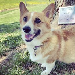 Bree - Pembroke Welsh Corgi