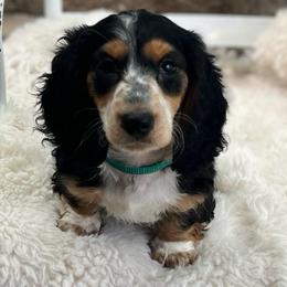 Sam - Piebald male Dachshund puppy in Rio Linda, California from Destiny's Mini Doxies