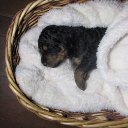 Little Dove (Yellow collar) - Tri-color female Bernedoodle puppy in Brandon, Iowa from Willow Creek Farm