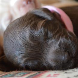 Australian Labradoodle Puppies from Chestnut Hill Australian Labradoodles