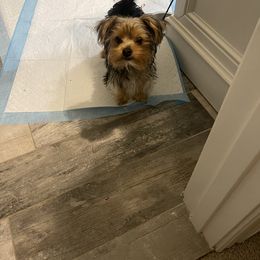 Yorkshire Terrier All Grown Up from Christ Like Pups
